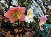 65 Elleborus niger (Ellebori) in fiore  